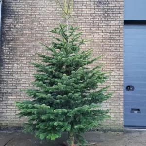 kerstboom-bezorgen-den-hoorn