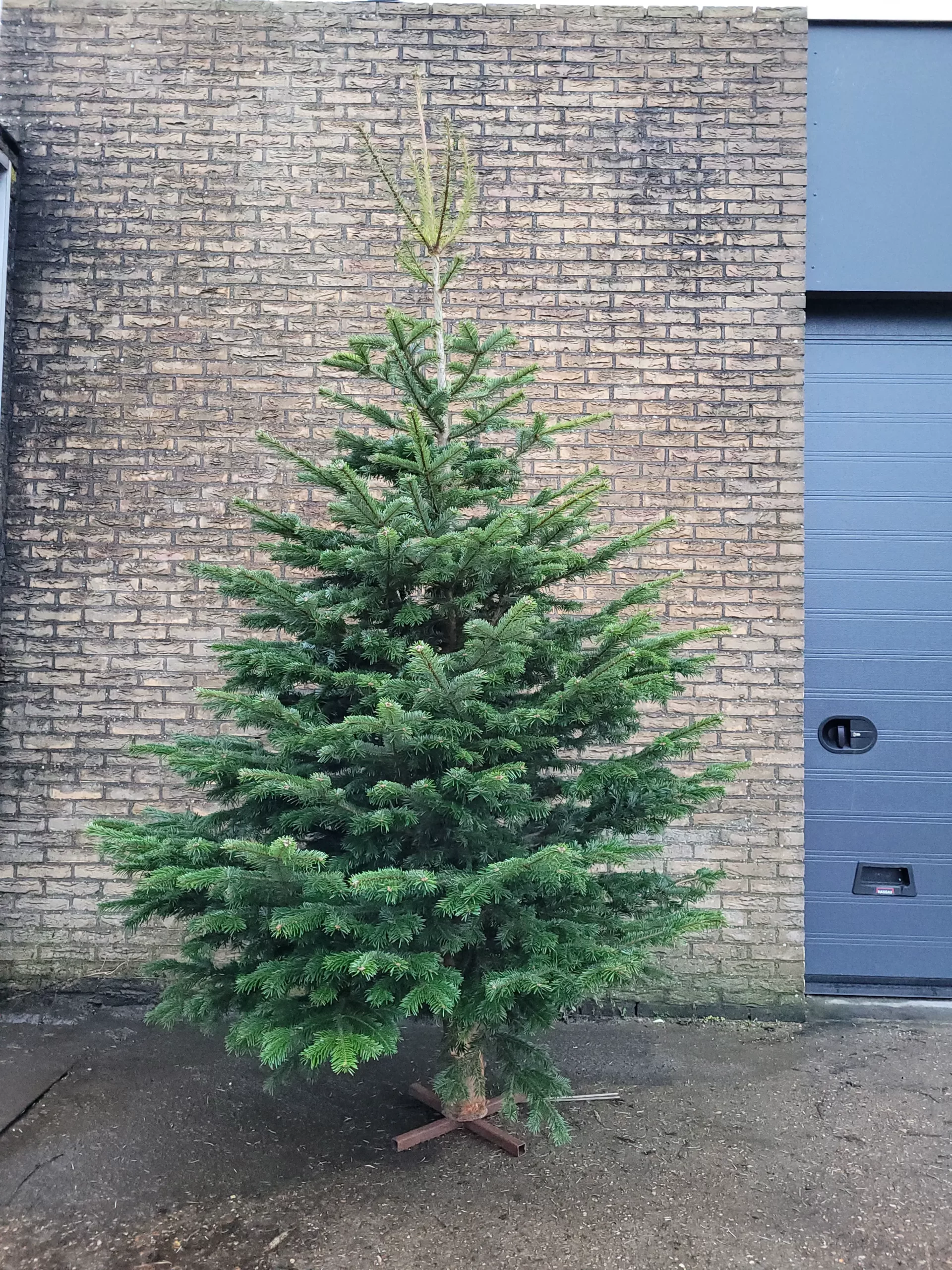 kerstboom-bezorgen-den-hoorn