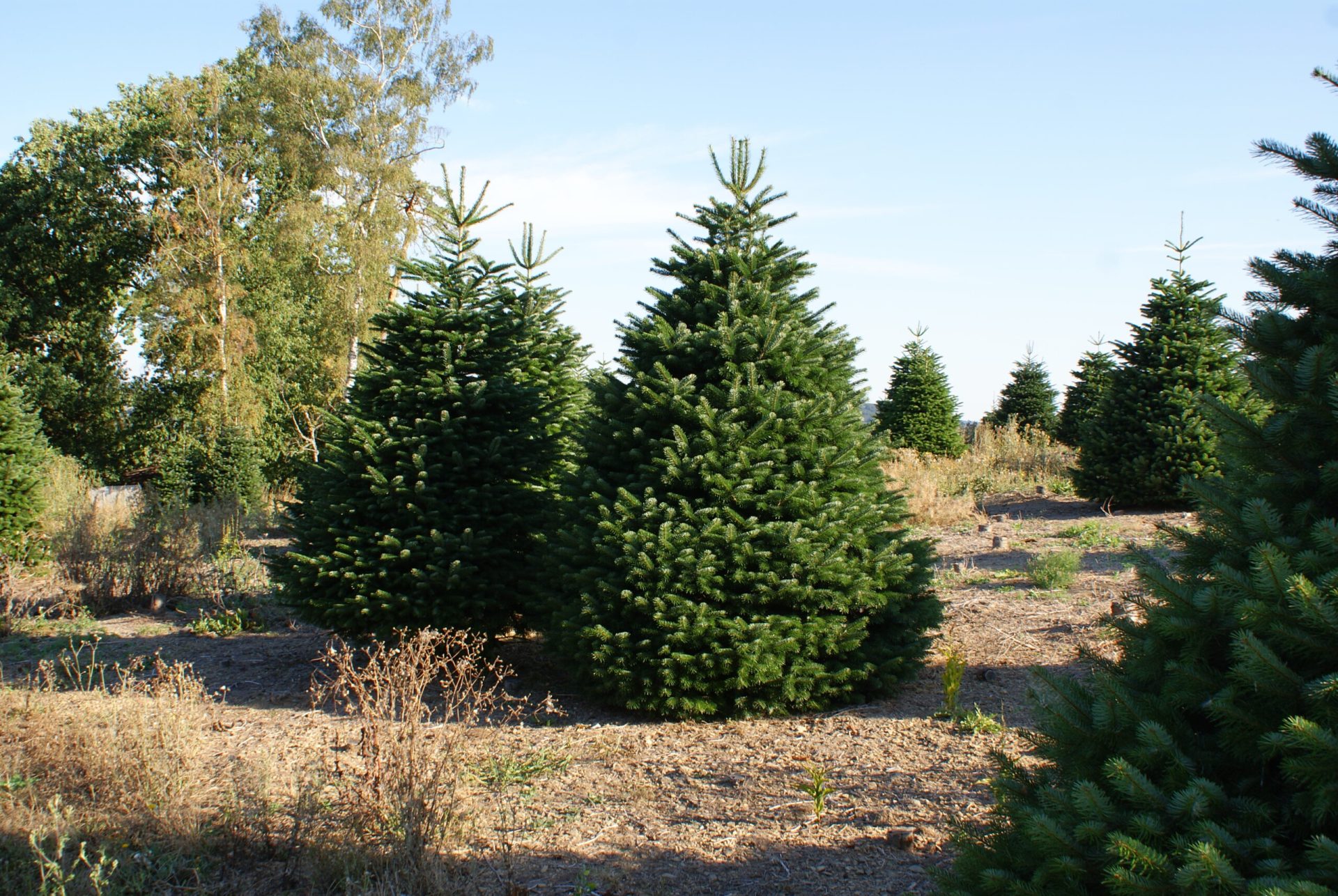 Nordmann kerstbomen op het veld in Denemarken